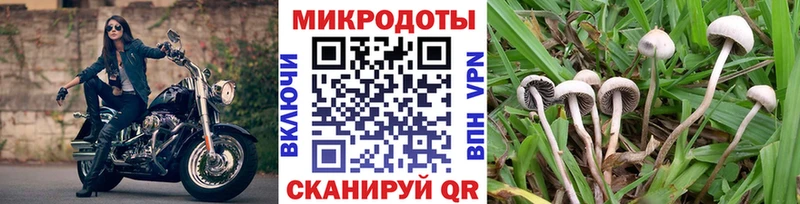 Псилоцибиновые грибы Psilocybe Наволоки